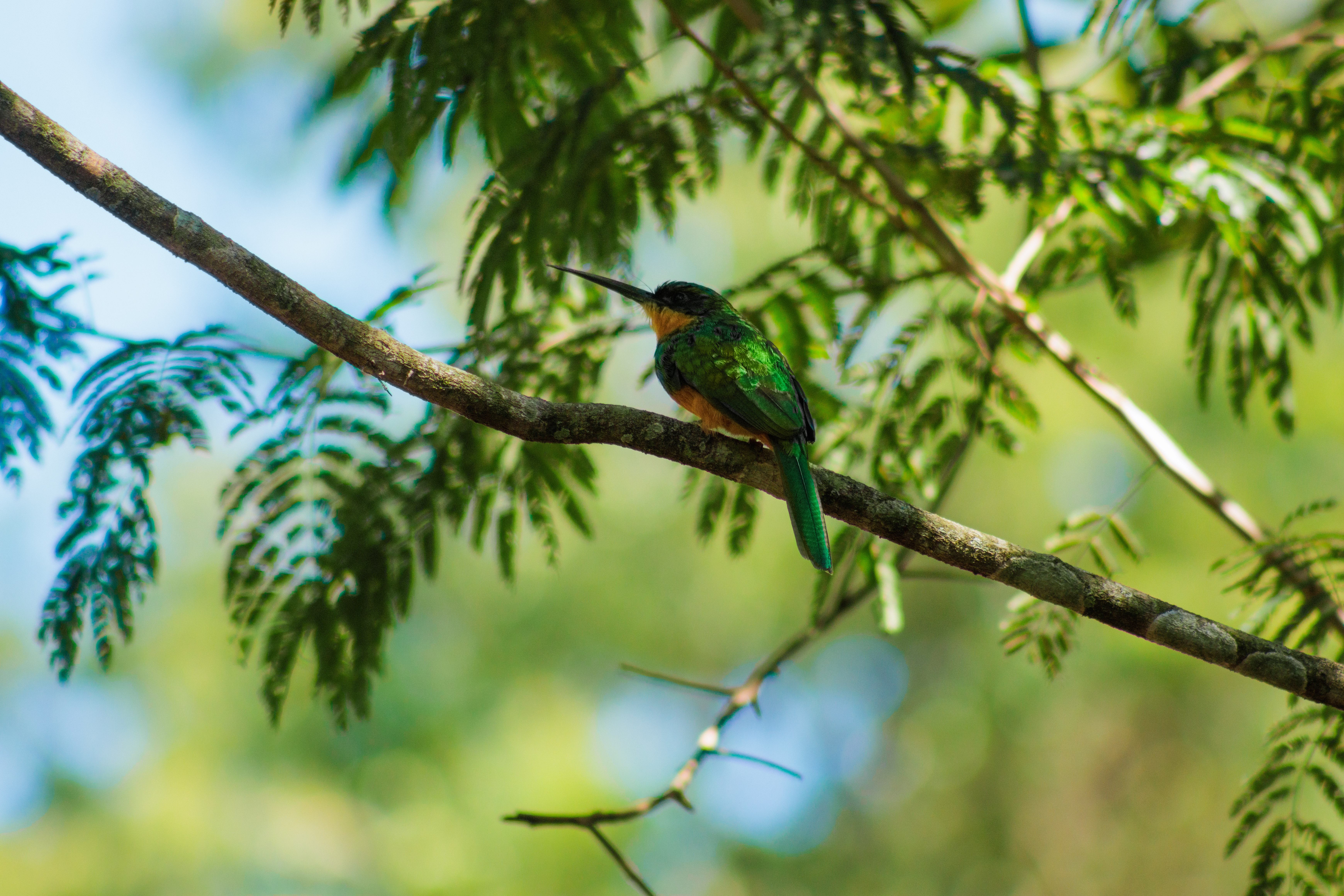 Fotografia de um ariramba-de-cauda-ruiva feita por Corina.
