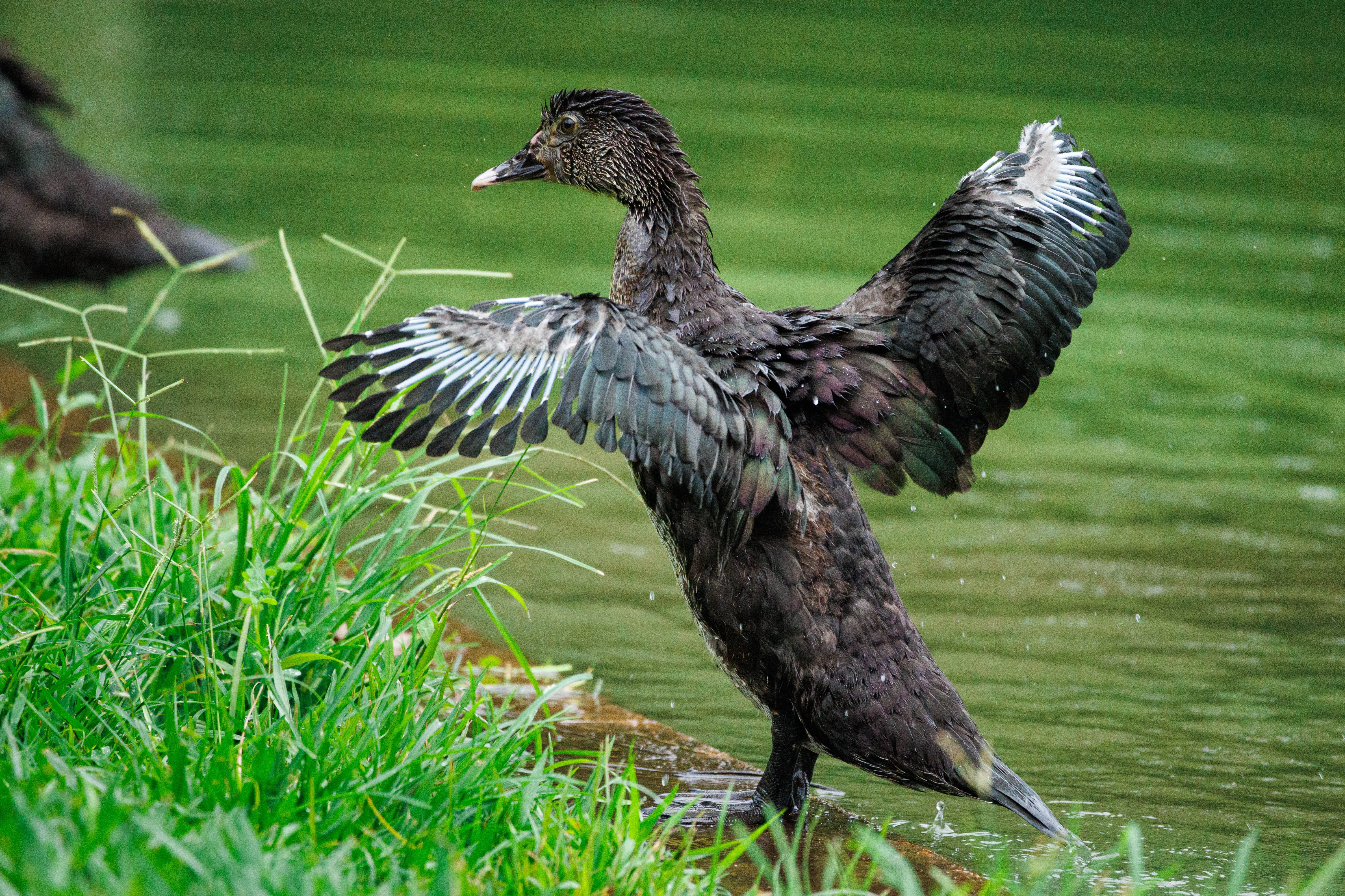 Um pato secando suas penas em um lago da ESALQ ("USP de Piracicaba").