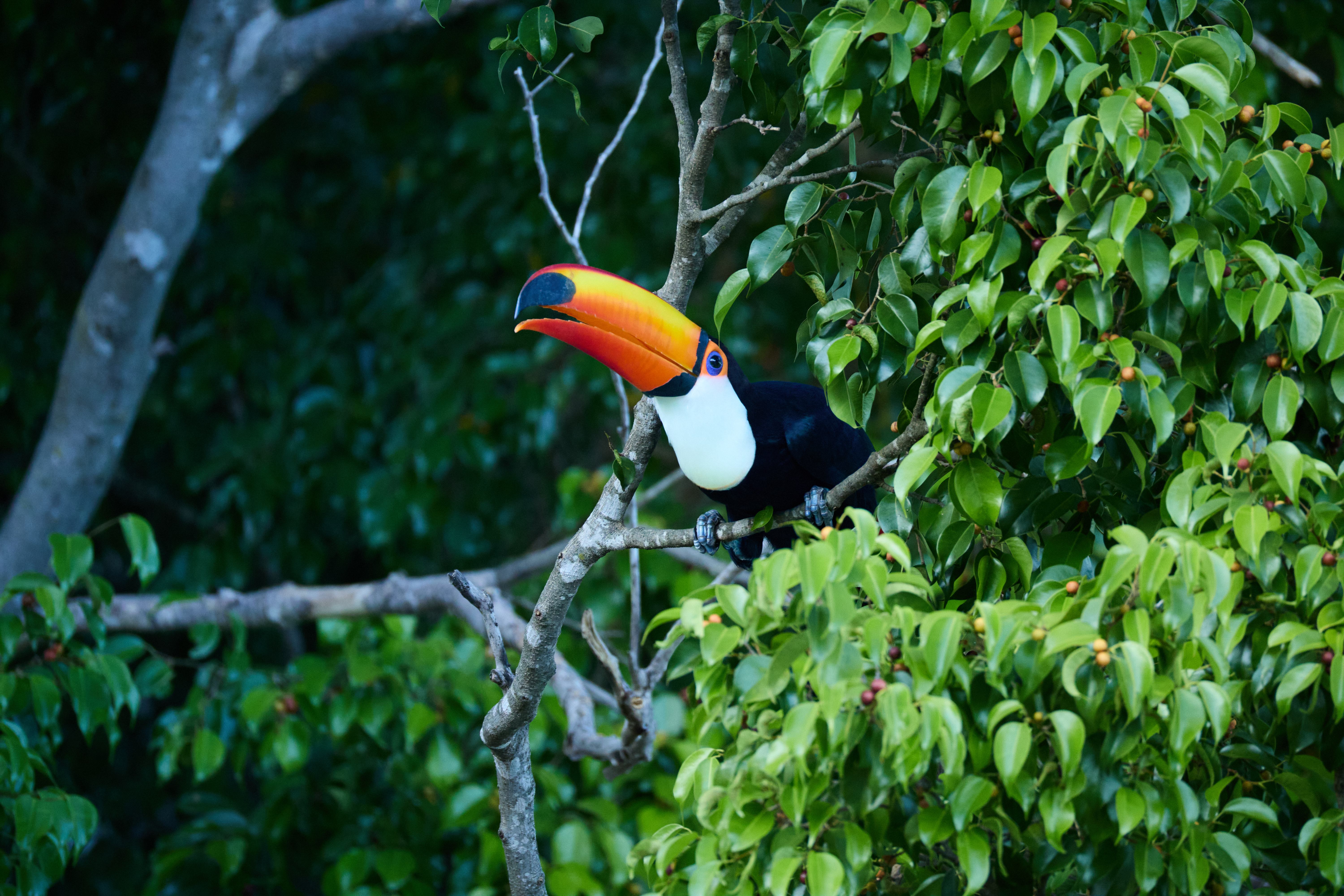 Um tucano se alimentando de frutinhas (ele estava engolindo).