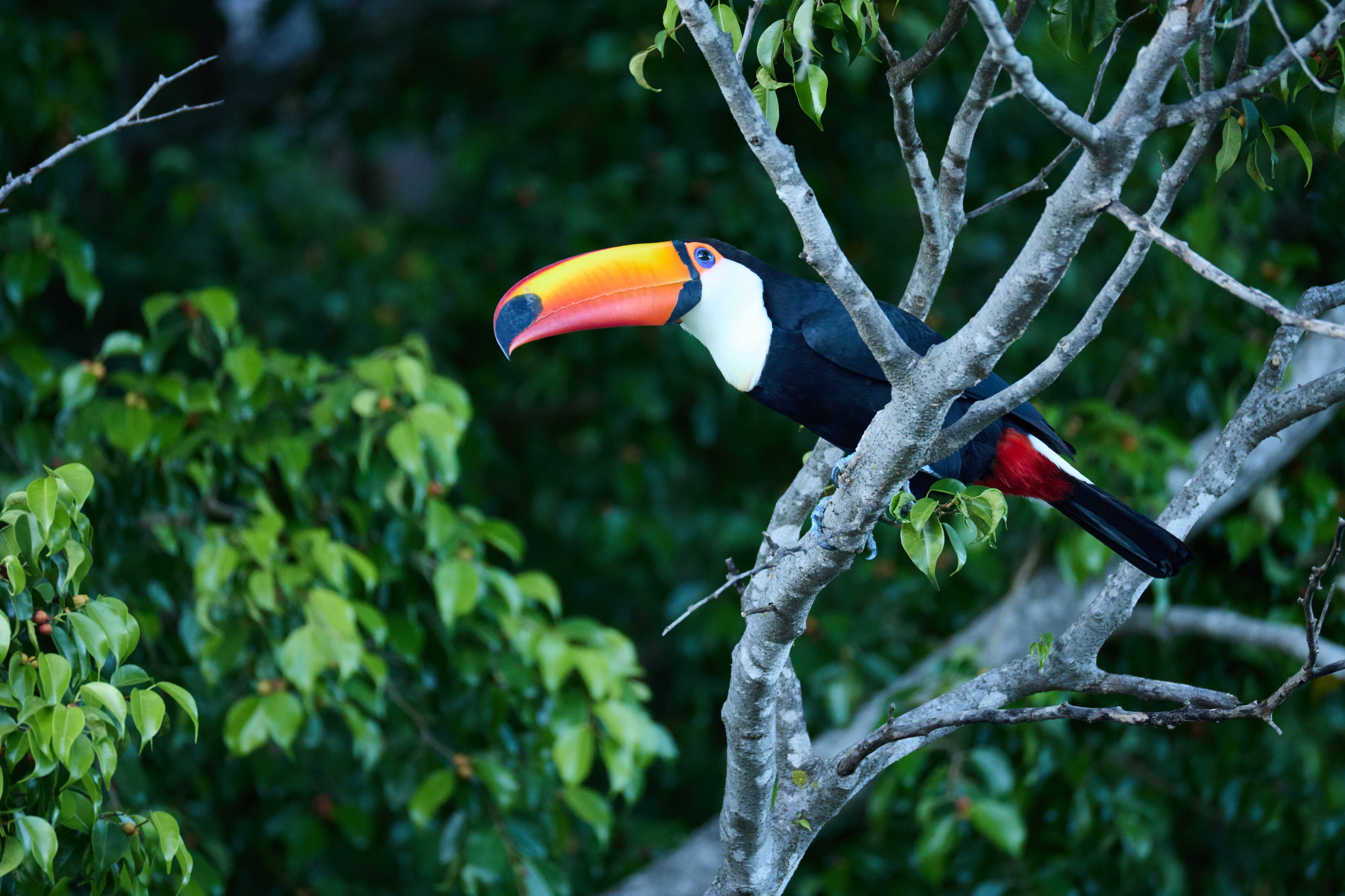 Um tucano curioso.